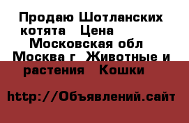  Продаю Шотланских котята › Цена ­ 6 500 - Московская обл., Москва г. Животные и растения » Кошки   